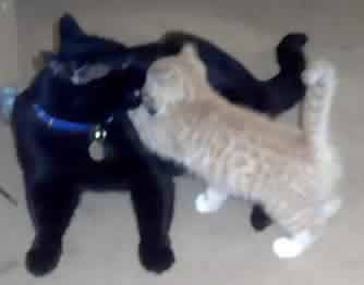 Blackie and Queenie - Two Cats playing